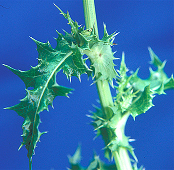 Spiny sowthistle