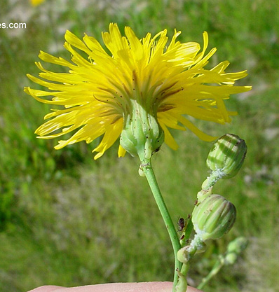 Perennial sowthistle