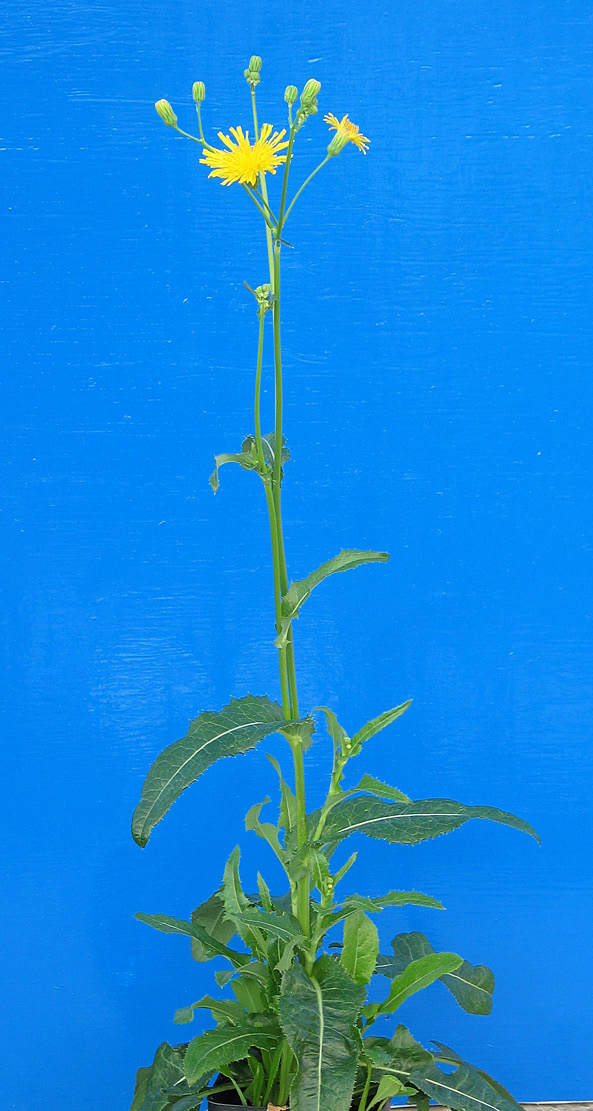 PERENNIAL and MARSH SOWTHISTLE