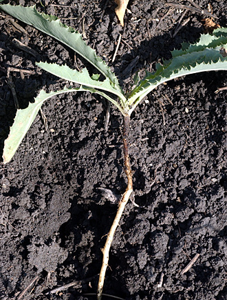 Perennial sowthistle