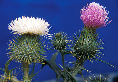 BULL THISTLE