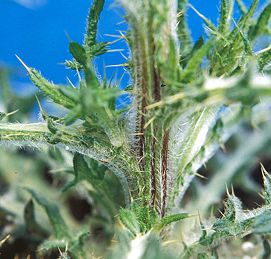 BULL THISTLE