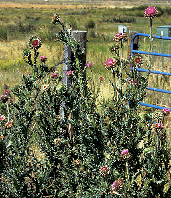 MUSK THISTLE