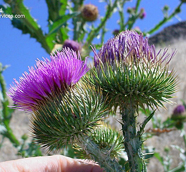 SCOTCH THISTLE