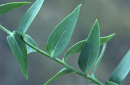 Dalmatian toadflax has broad heart-shaped leaves