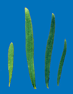 Yellow toadflax has narrow linnear leaves