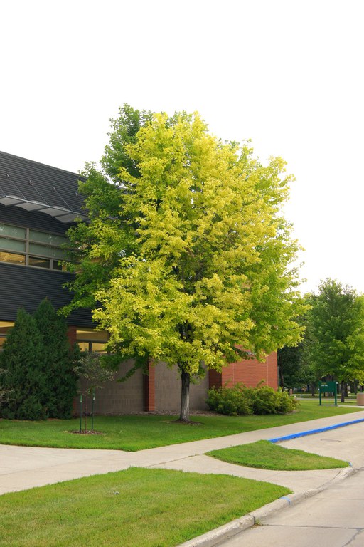 Iron Chlorosis in Trees