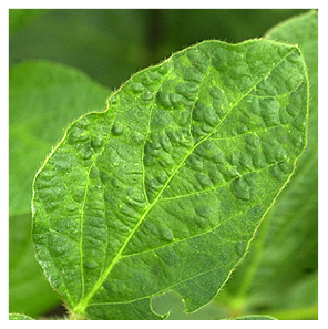 FIGURE 2 – Wrinkling, puckering and light green mottling