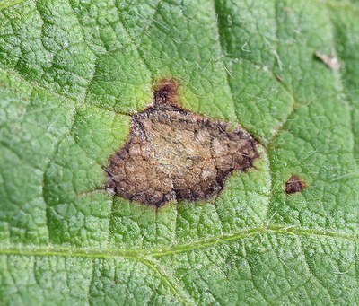 Frogeye leaf spot