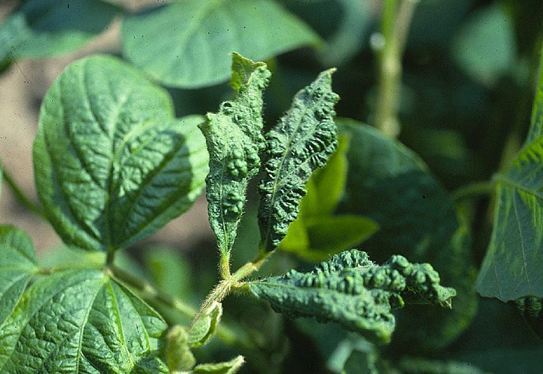 FIGURE 1 – Leaf mottling and curling