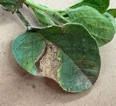 FIGURE 3 - Large lesion with numerous pycnidia