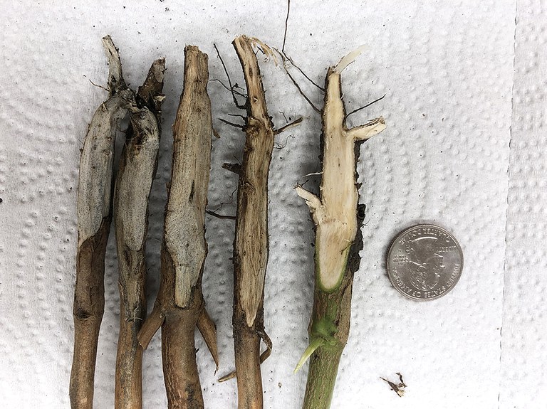 FIGURE 3 – Infected (L and C) and healthy soybean (R)