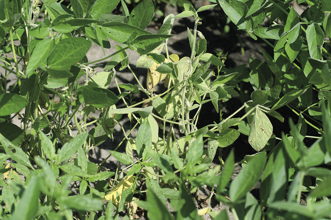 FIGURE 4 – Plant chlorosis