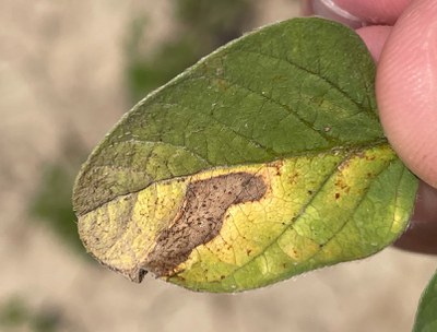 FIGURE 2 - V-shaped lesion with small black specs (pycnidia)