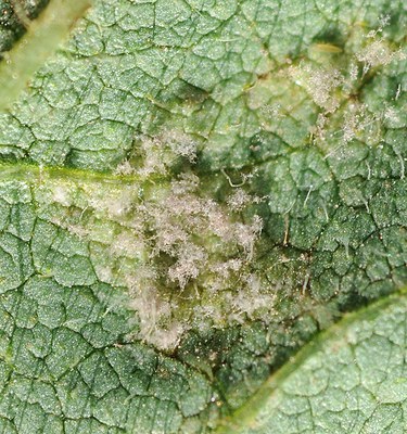 FIGURE 2 – Fungal growth opposite lesions on underside of leaf (A) and the magnification of fungal growth (B)