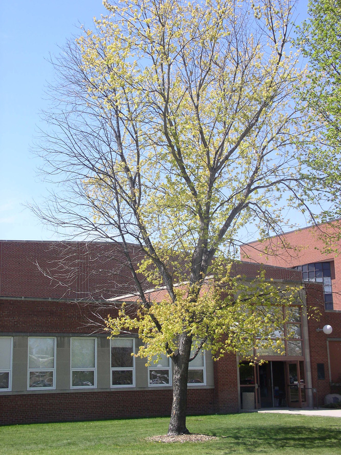 Figure 2. Silver maple (Acer saccharinum) showing advanced iron chlorosis symptoms, with dieback and yellowing of the remaining leaves.