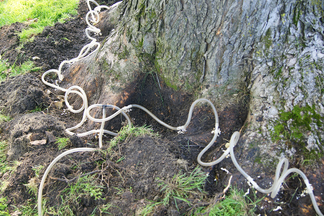 Figure 4. A stem-injection system applies ferric ammonium citrate to a silver maple. Injections are 3-4 inches apart along the root flare.