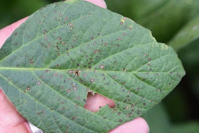 FIGURE 1 – Lesions of various size and stages of development