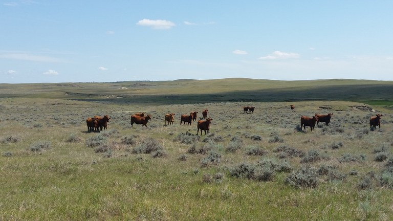 Livestock Grazing