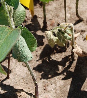 FIGURE 3 – Seedling damping-off