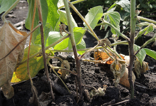 FIGURE 2 – Lower stem lesion and wilting