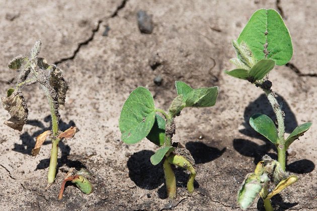 FIGURE 3 – Post-emergence death of seedling