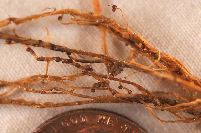 FIGURE 2 – Mature brown cysts