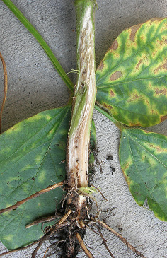 FIGURE 1 – Internal stem browning