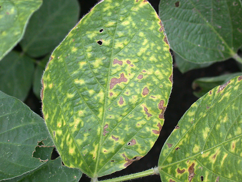 FIGURE 1 – Early chlorotic blotches between veins