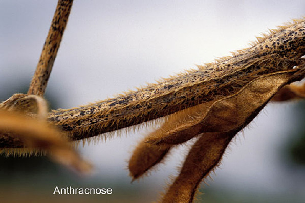 FIGURE 1 – Irregular-shaped blotches on stem