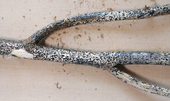 FIGURE 2 – Abundant black fungal growths of irregular arrangement and size