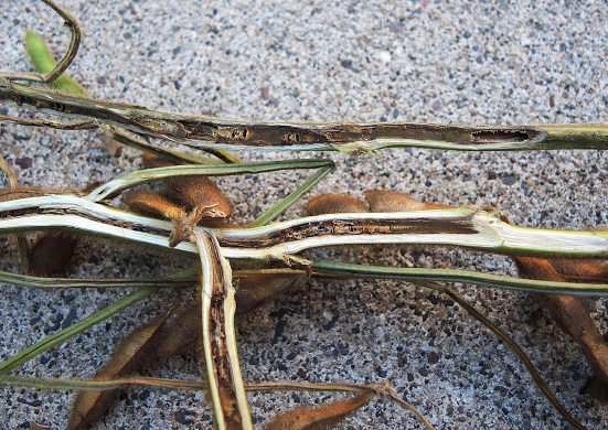 FIGURE 2 – Dark brown discoloration in pith of stem