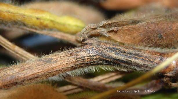 FIGURE 1 – Linear rows of raised black dots