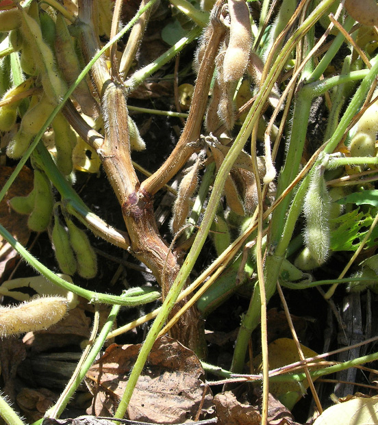FIGURE 1 – Reddish-brown stem canker lesion