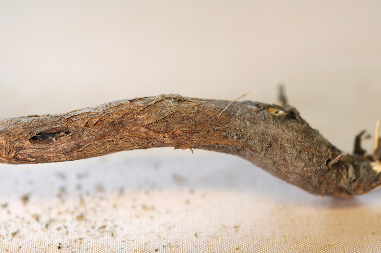 FIGURE 2 – Sunken canker on lower stem of mature plant