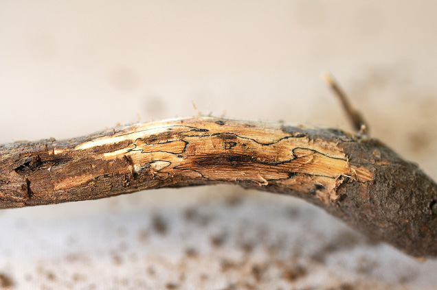 FIGURE 3 – Zone lines beneath epidermis of sunken canker