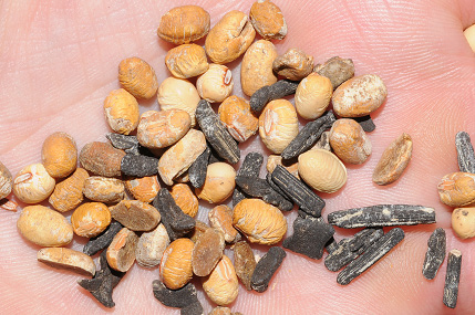 FIGURE 3 – Black sclerotia among shriveled seeds