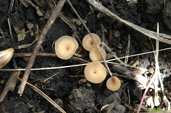 FIGURE 4 – Apothecia