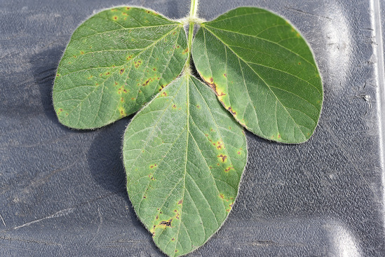 FIGURE 1 – Brown angular lesions with bright yellow halos