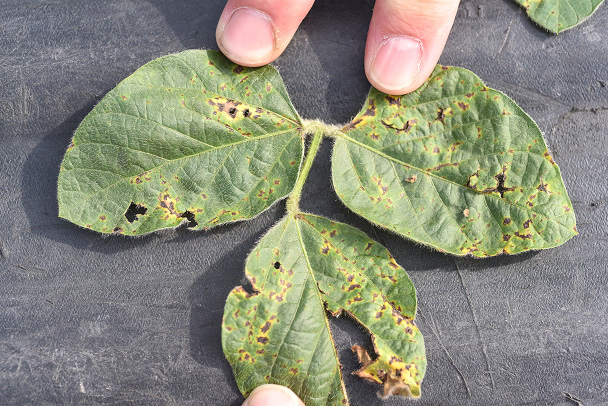 FIGURE 2 – Coalescing lesions and leaf tattering