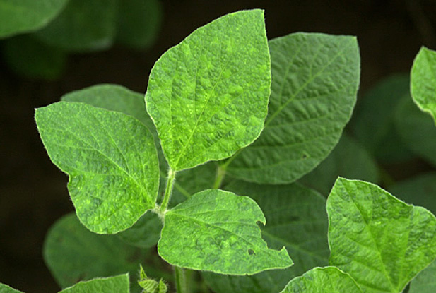 FIGURE 1 – Light green to yellow leaf mottling