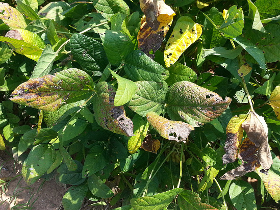 FIGURE 2 – Bronze discoloration and death of leaf tissue