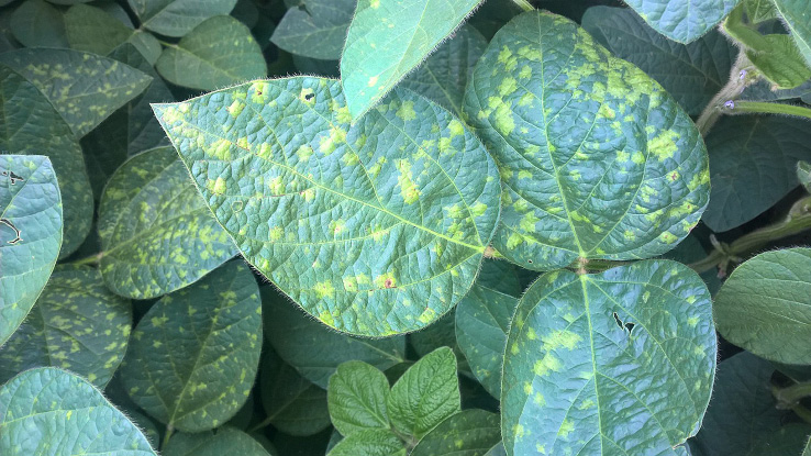 FIGURE 3 – Severe infection