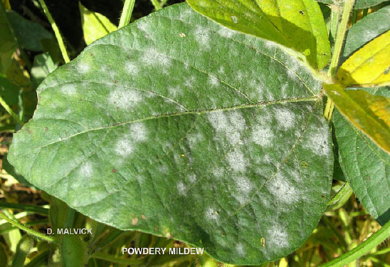 FIGURE 1 – White tufts of fungal growth