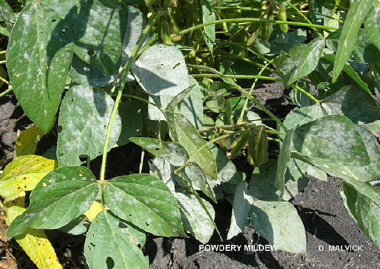 FIGURE 3 – Infection spreading in hot spot