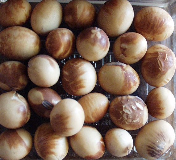 FIGURE 2 – Discolored seed