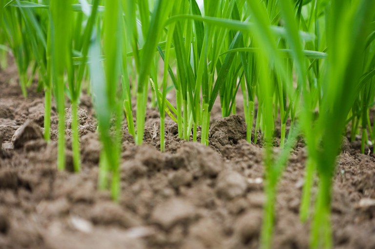 Fertilizing Hard Red Spring Wheat and Durum