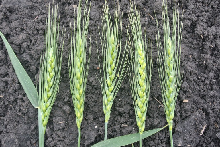 Figure 7. Wheat growth stages from left: three-fourths spike emergence, full spike, early flowering, 1–3 days after, and 3–7 days after early flowering.
