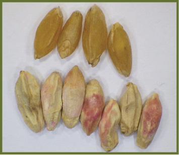 Figure 4. Healthy durum kernels (top) vs. Fusarium-infected kernels (bottom), showing chalky white to pink discoloration in infected kernels.