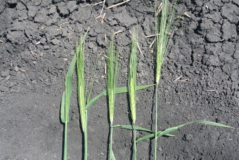 Figure 8. Barley growth stages from left: boot stage, half spike emergence, full spike, 1–3 days after full spike, and 3–7 days after full spike.